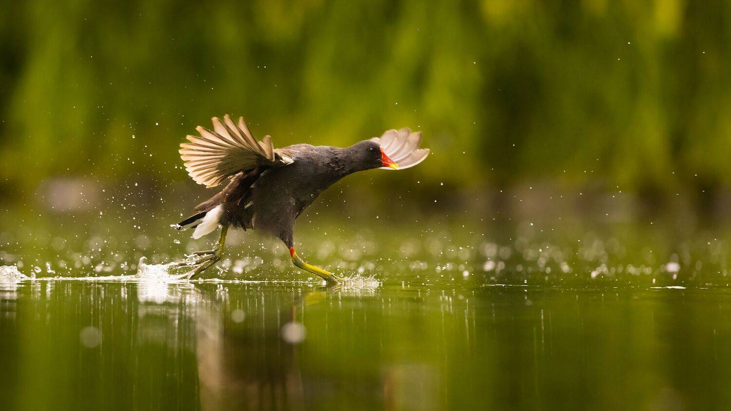 , Robert Adamec
