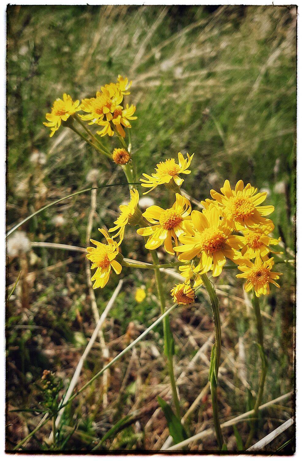 Цветы. , Наталья