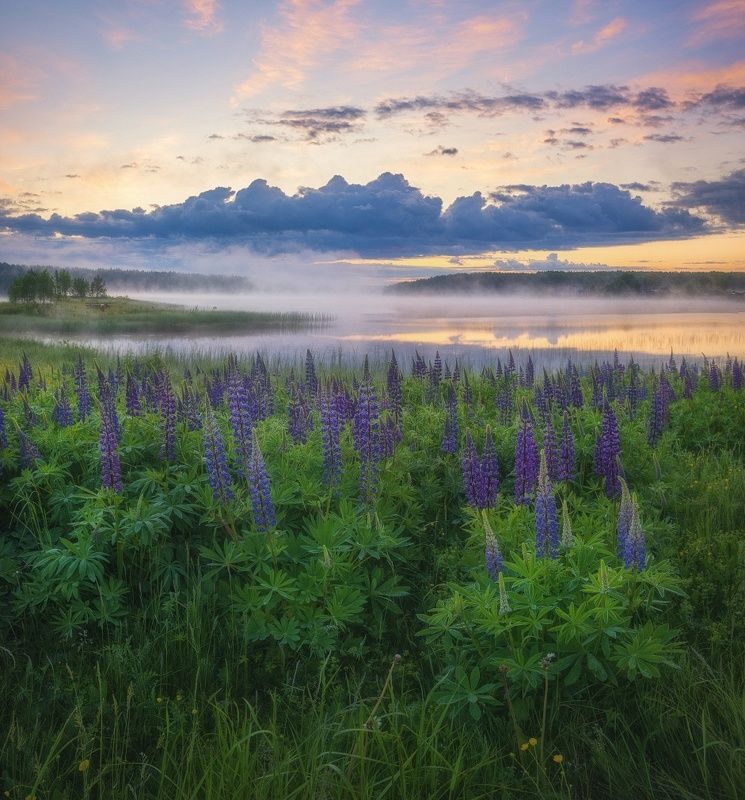 Люпины на берегу фото превью
