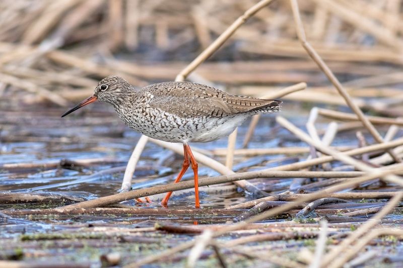 травник, кулик, птица, фотоохота, birds Весенний травник фото превью