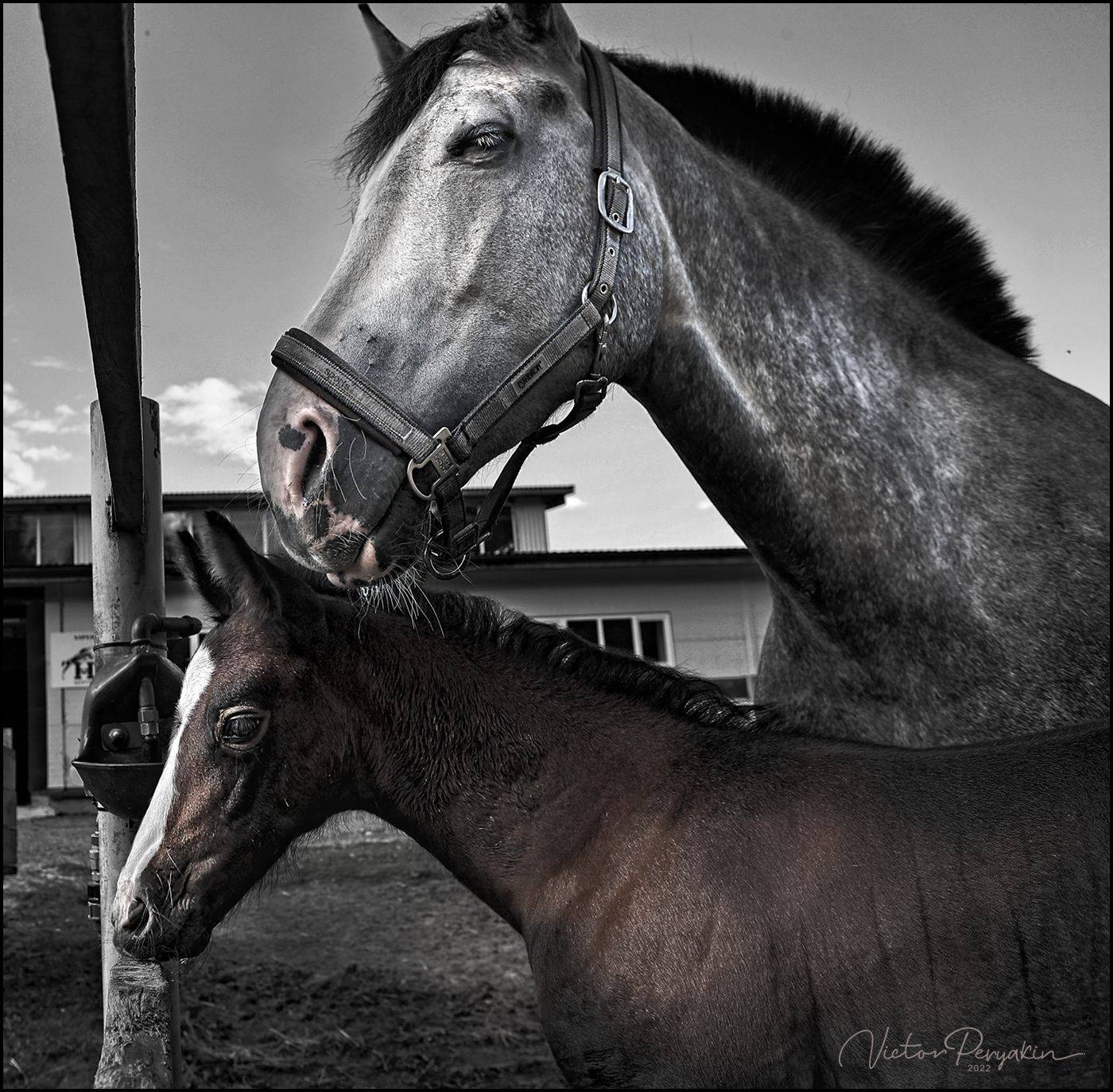 , Виктор Перякин