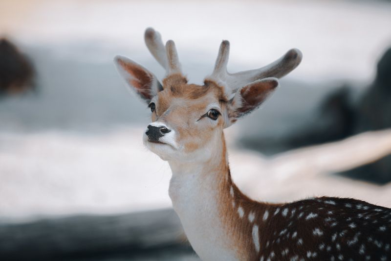 roe deer Roe deer фото превью