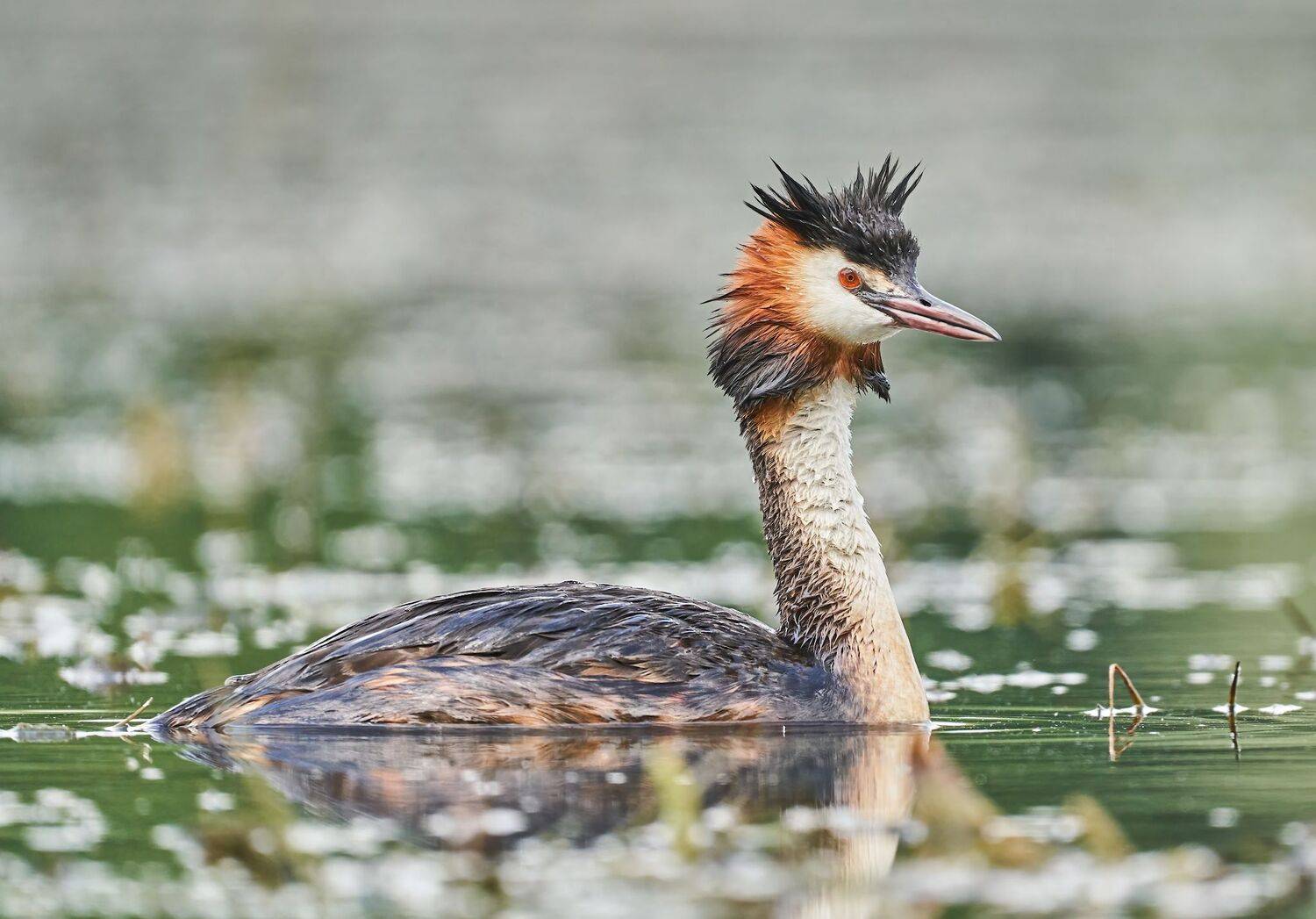 , Константин Дэм