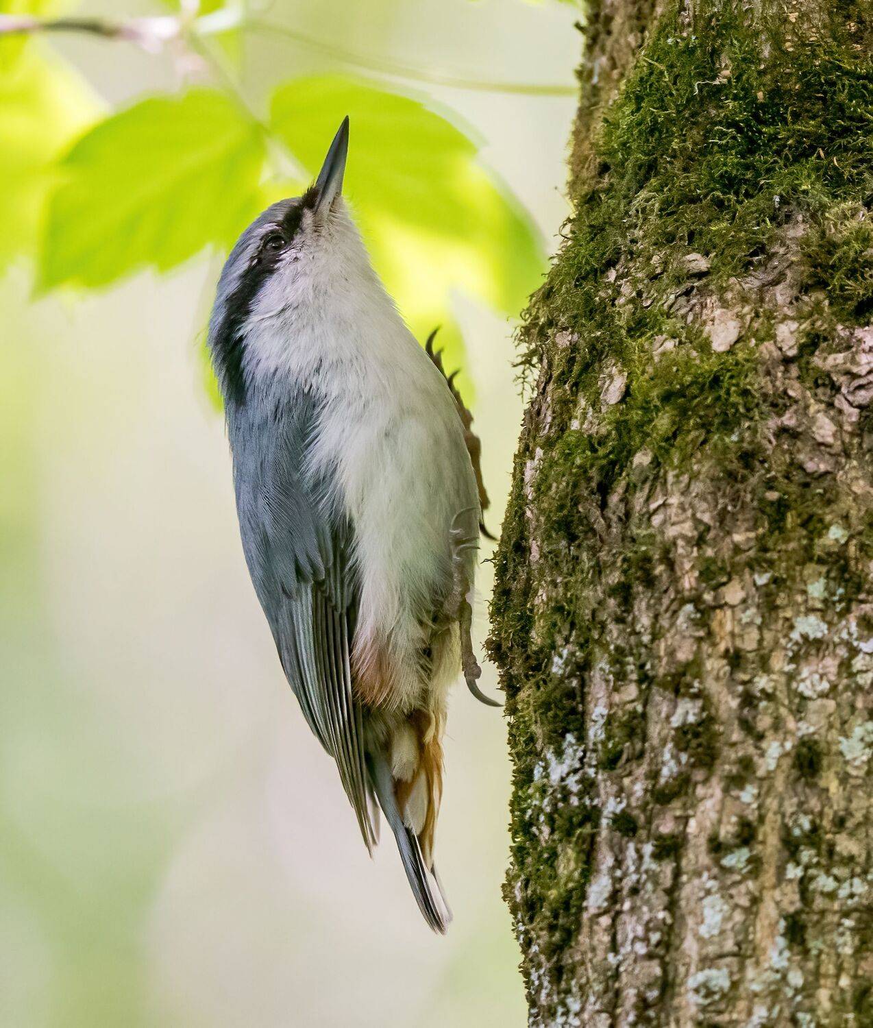 , Константин Дэм