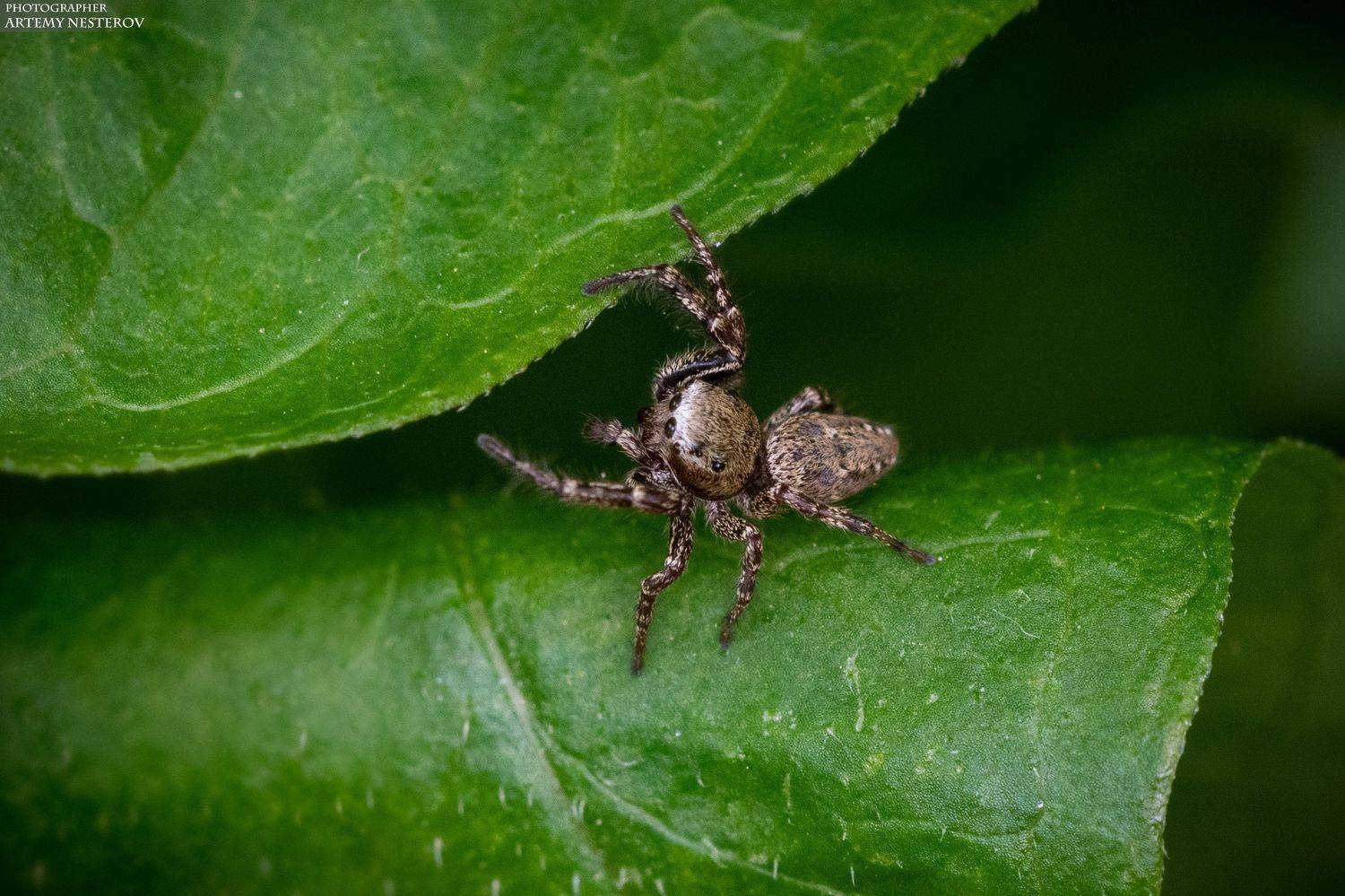 , Артемий Нестеров
