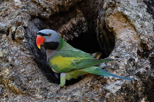 Derby's Parakeet