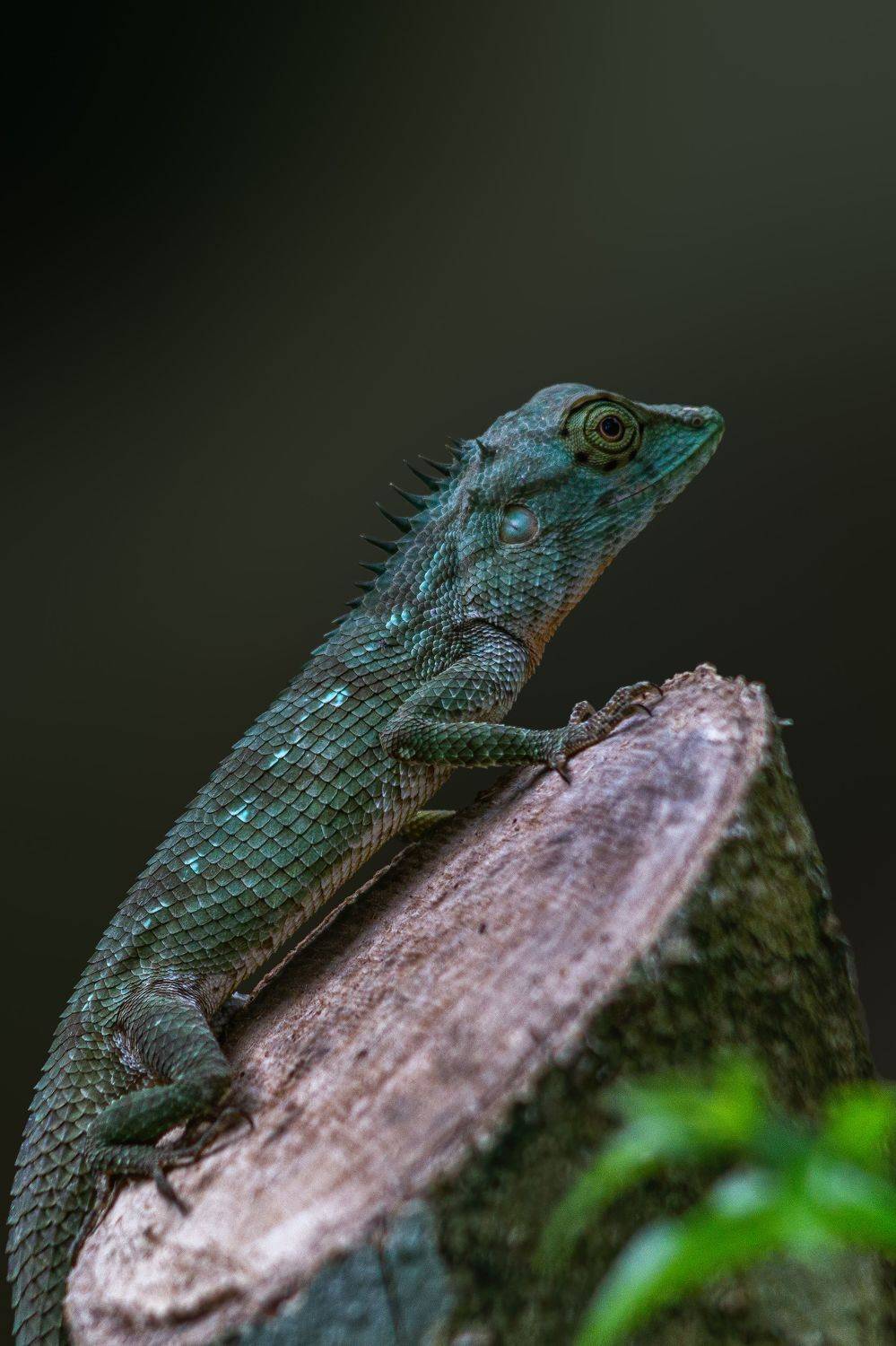 , Kushan Madushanka Sonnadara