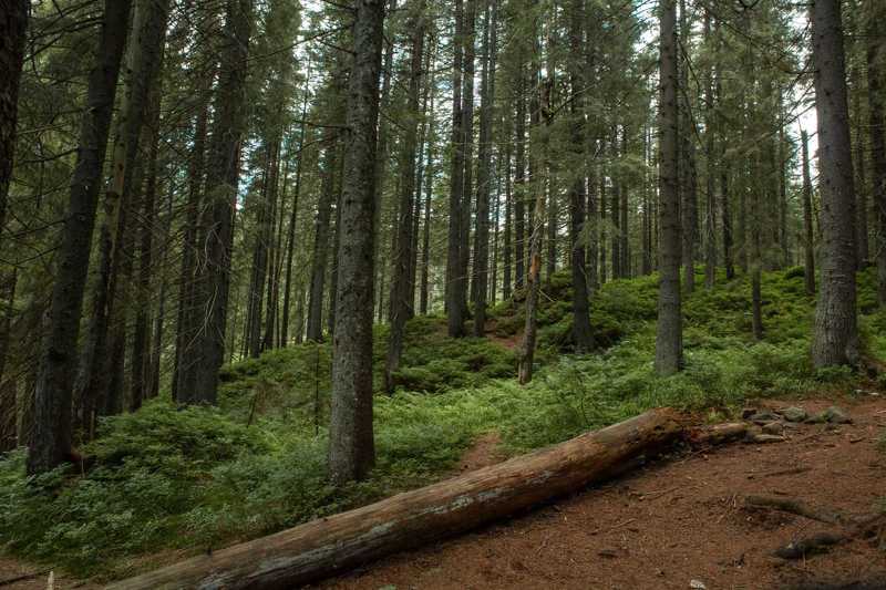 ... фото превью