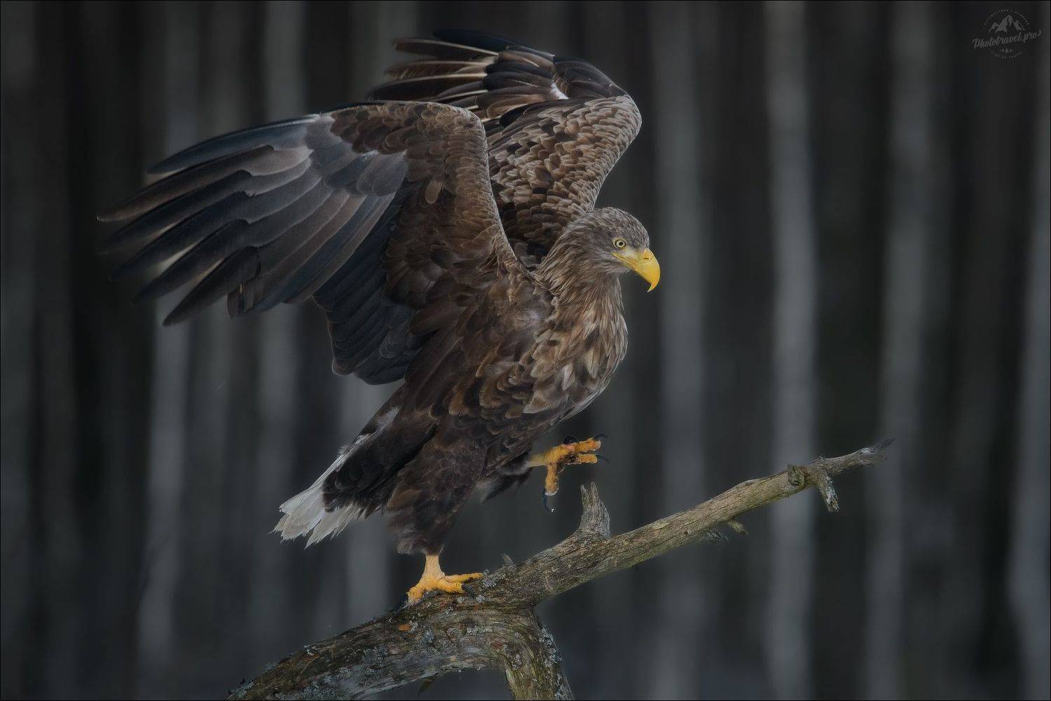 орлан, орлан-белохвост, беларусь, haliaeetus albicilla, white-tailed eagle, красный бор, фототур в красный бор, Влад Соколовский