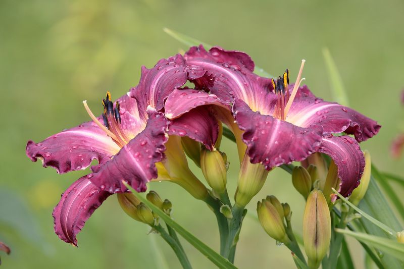 природа, лилейник, цветы Лилейник фото превью