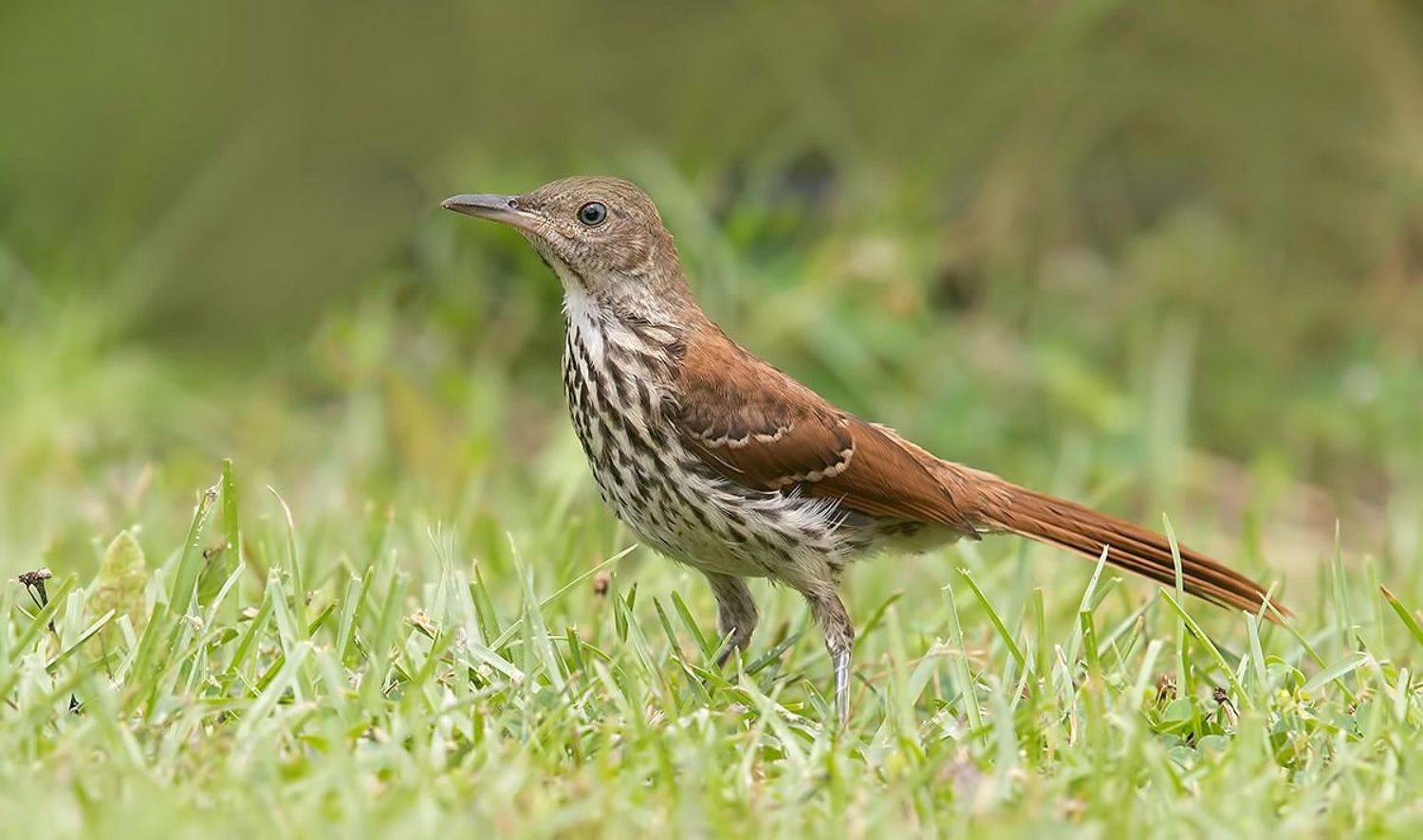 brown thrasher, коричневый пересмешник, thrasher, пересмешник, Etkind Elizabeth