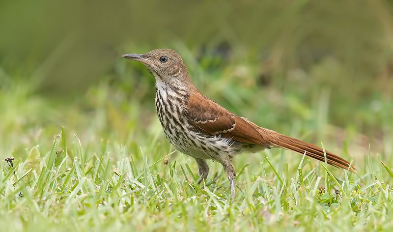 brown thrasher, коричневый пересмешник, thrasher, пересмешник Brown Thrasher juvenile - молодой Коричневый пересмешник фото превью