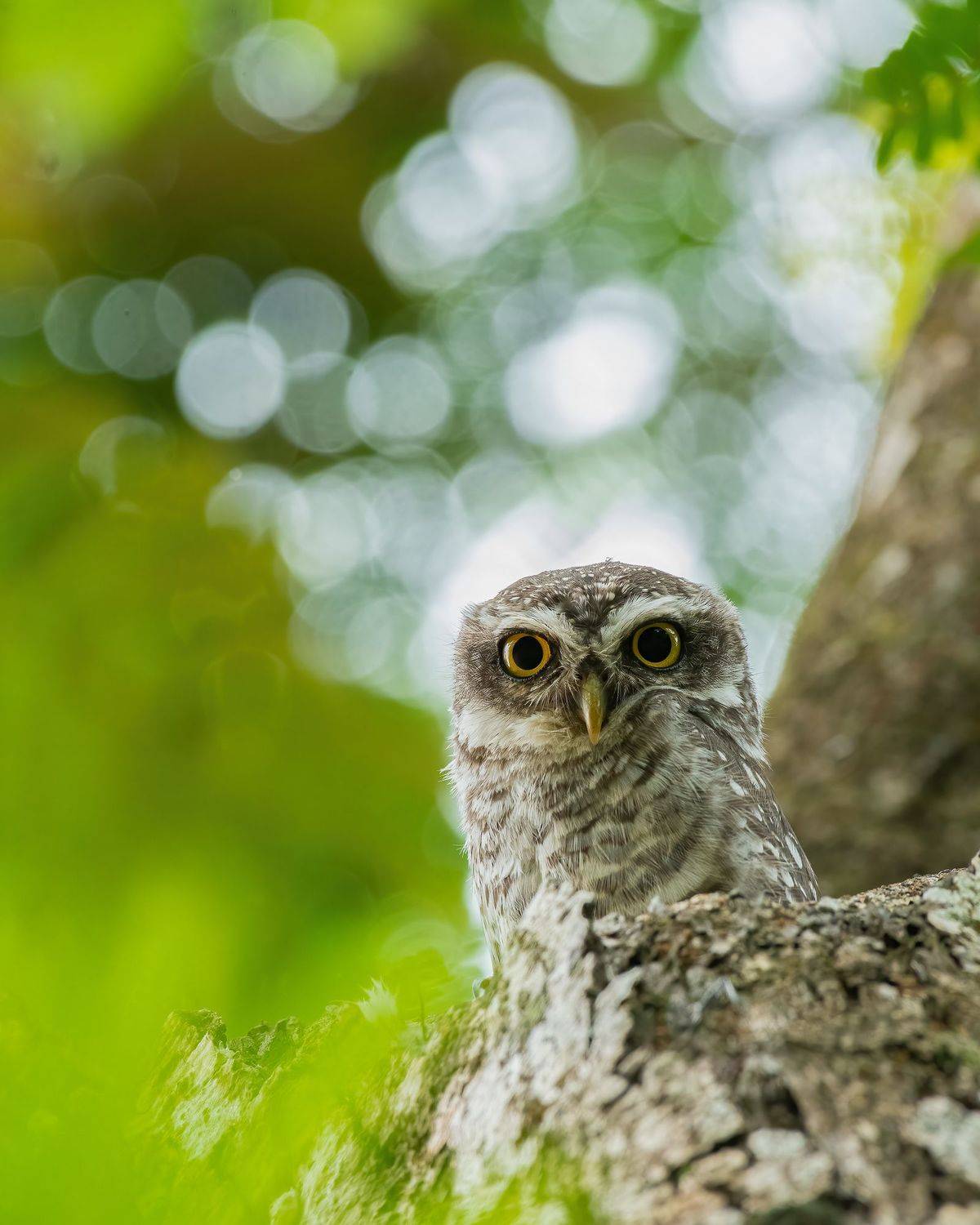 owl, bird, india, nikon, M Anandhu