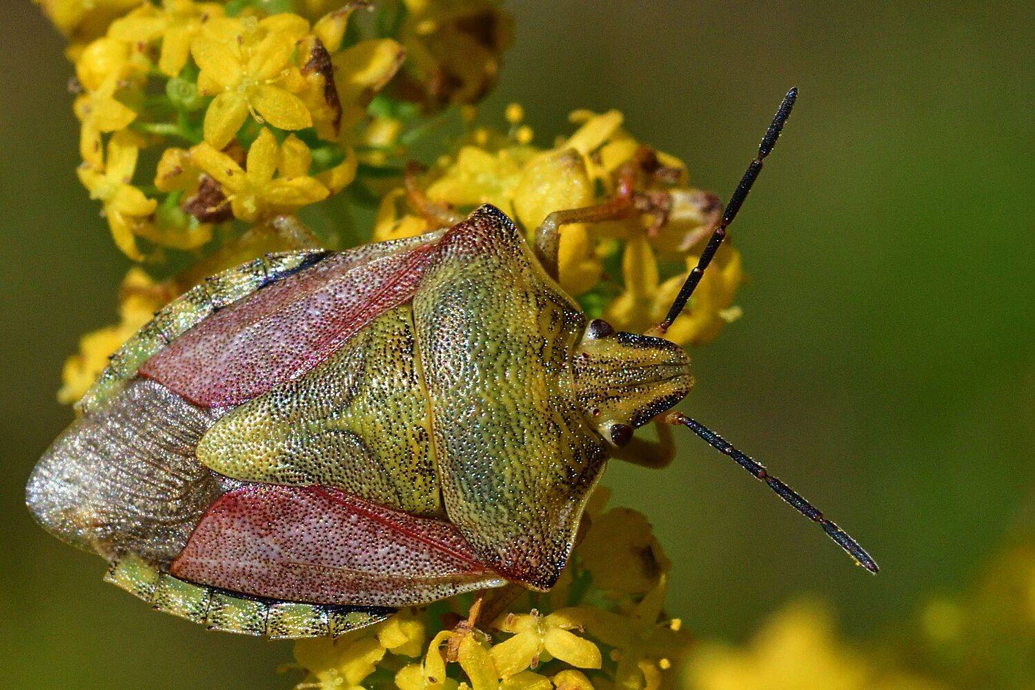 , Корнейчук Игорь
