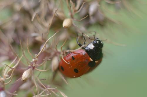 Маленький обитатель большого мира