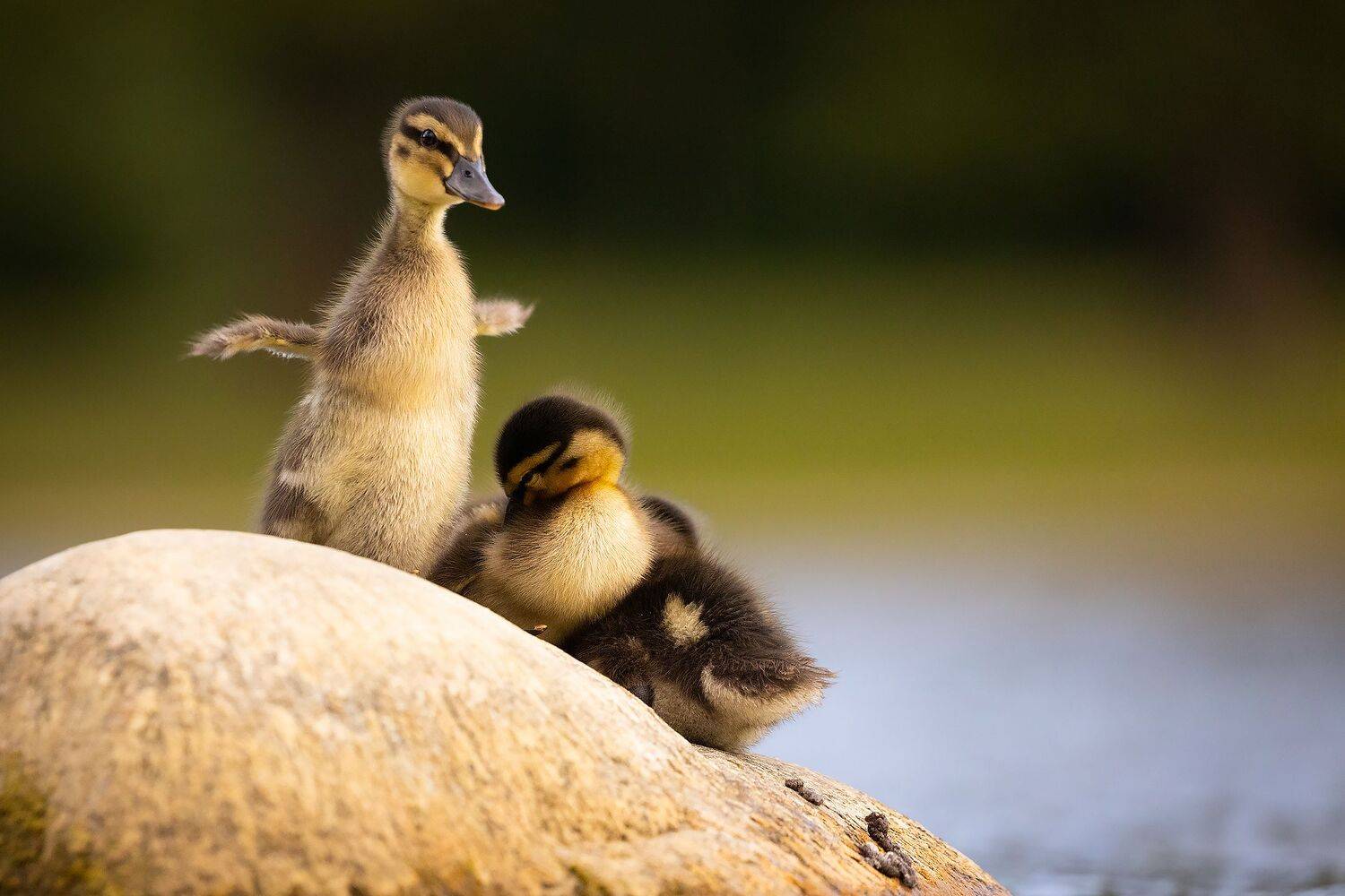 , Robert Adamec