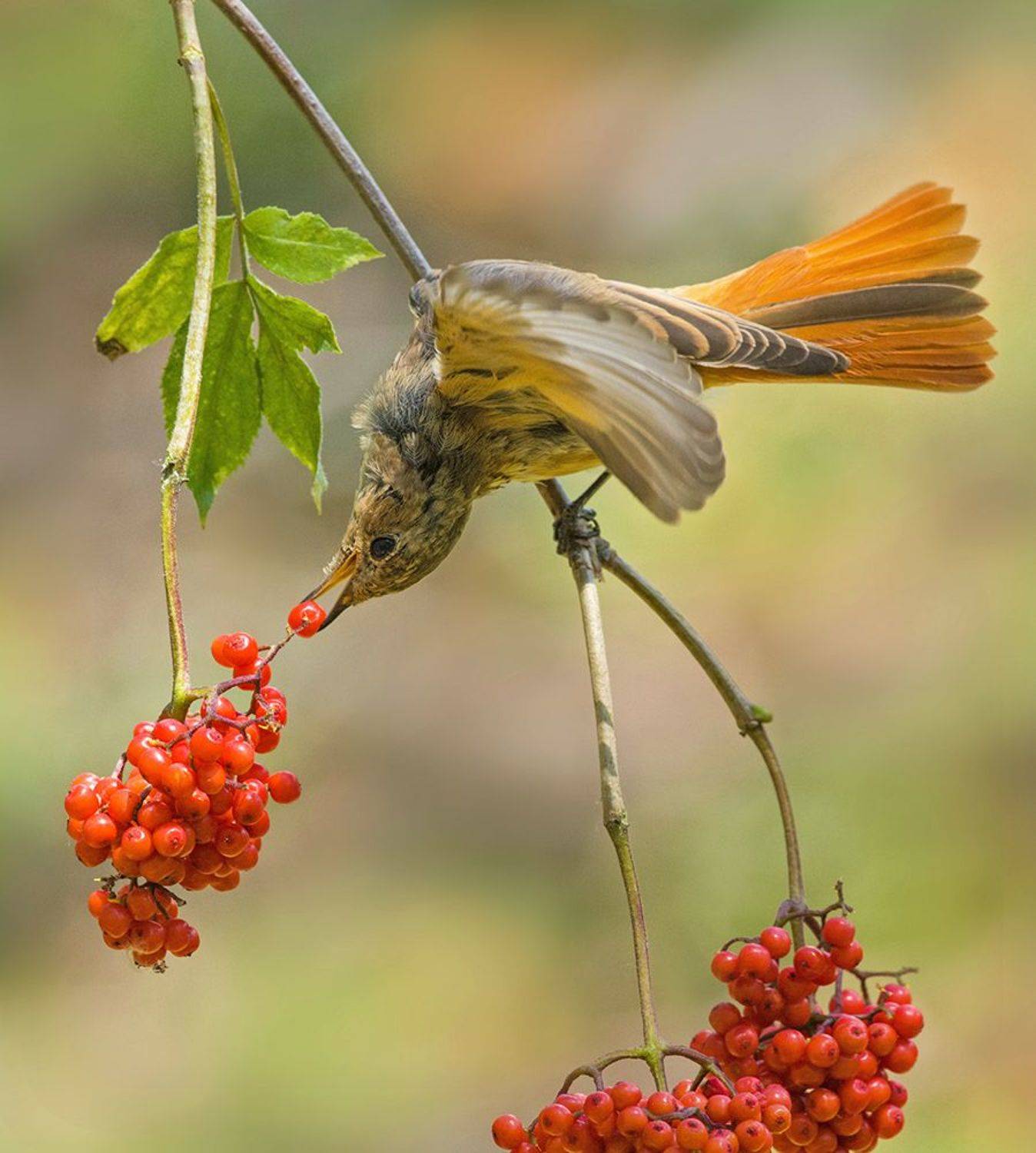 горихвостка,молодая,бузина,трапеза,поза, Иван