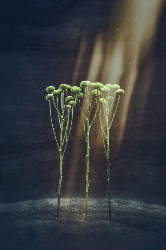 Свет фото превью