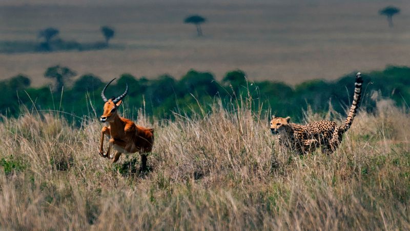 Cheetah, safari, gazelle. antelope. africa, kenya Attack of Cheetah фото превью