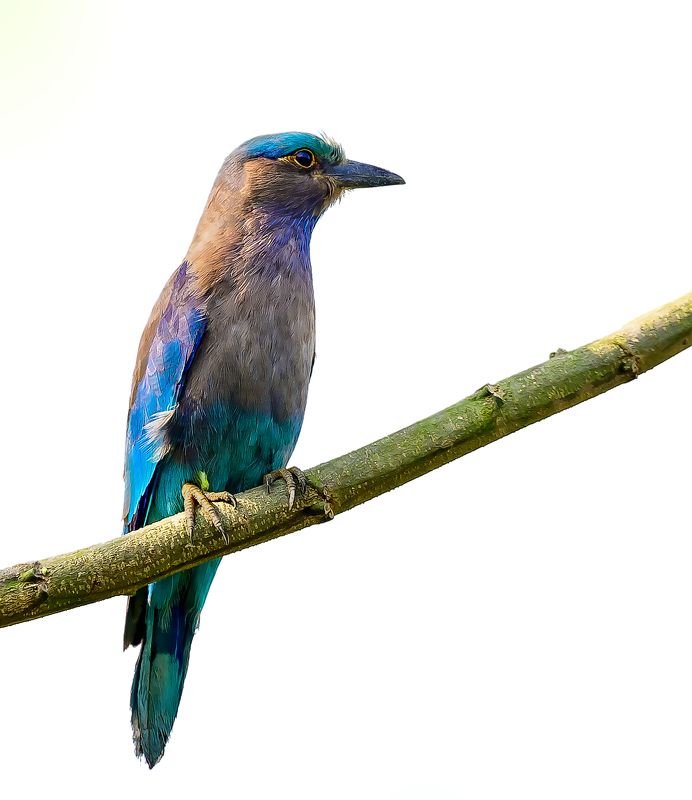 pinakighoshphotography фото превью