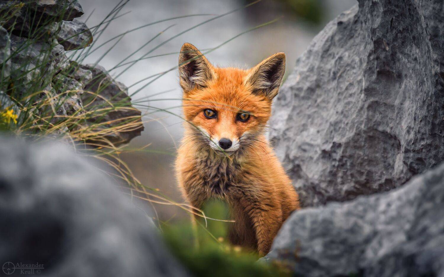 , Александр Круль