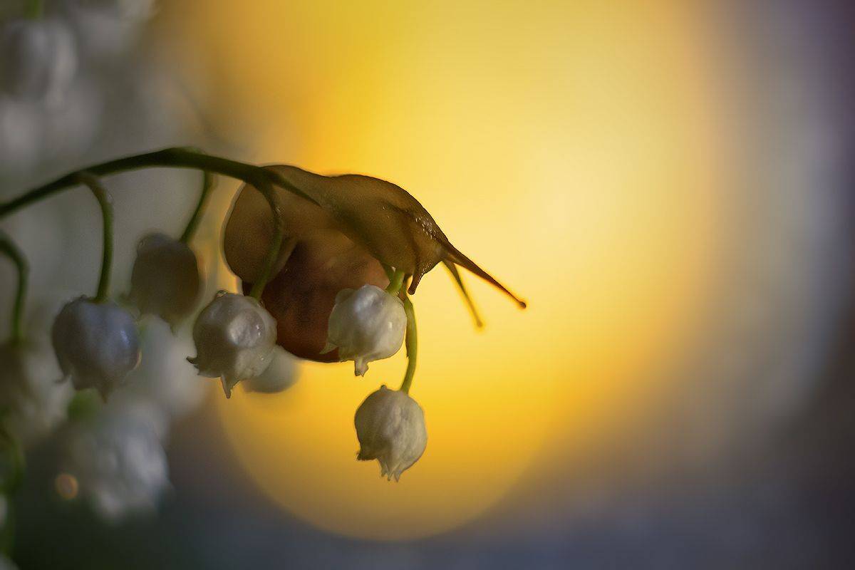 улитка, макро, закат, лес, ландыш, макрофотография, macro, snail, sunset, Хилько Марина
