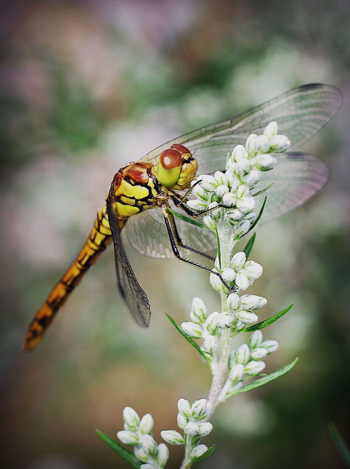 , Krzysztof Trojanowski