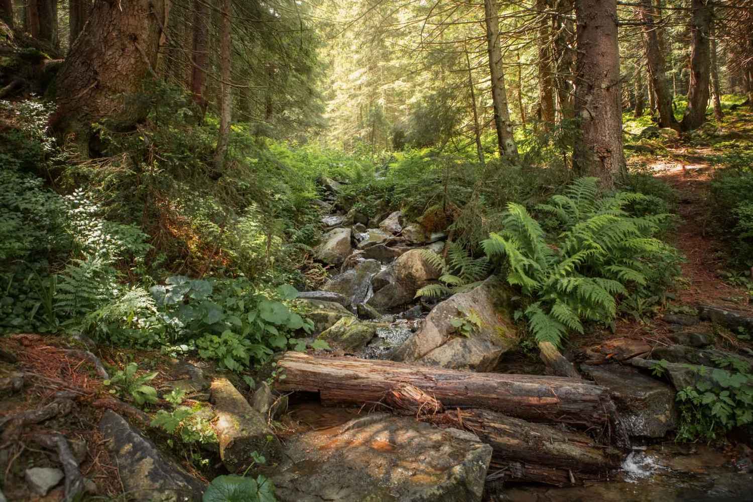 , Евневич Сергей