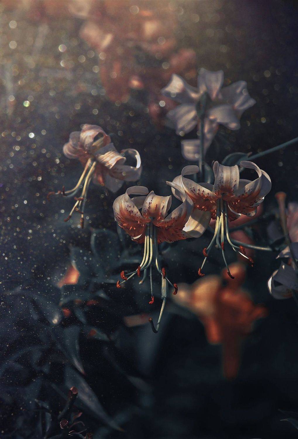 макро, macro, лето, summer, цветы, flowers, лилия, lily, Julia Kaissa