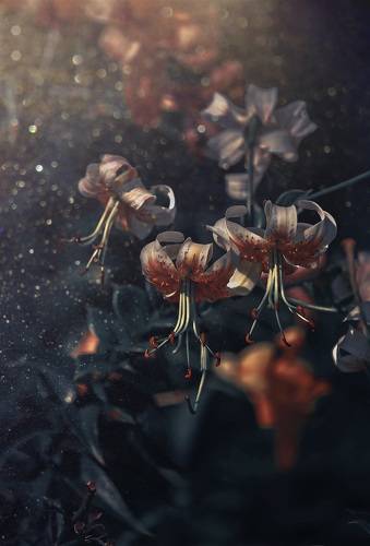 Lily