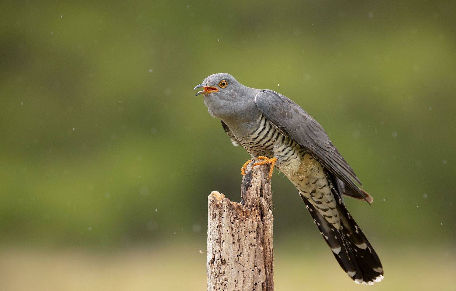 cuckoo, birds, animals, nature, wildlife, canon, sigma 150-600, MARIA KULA