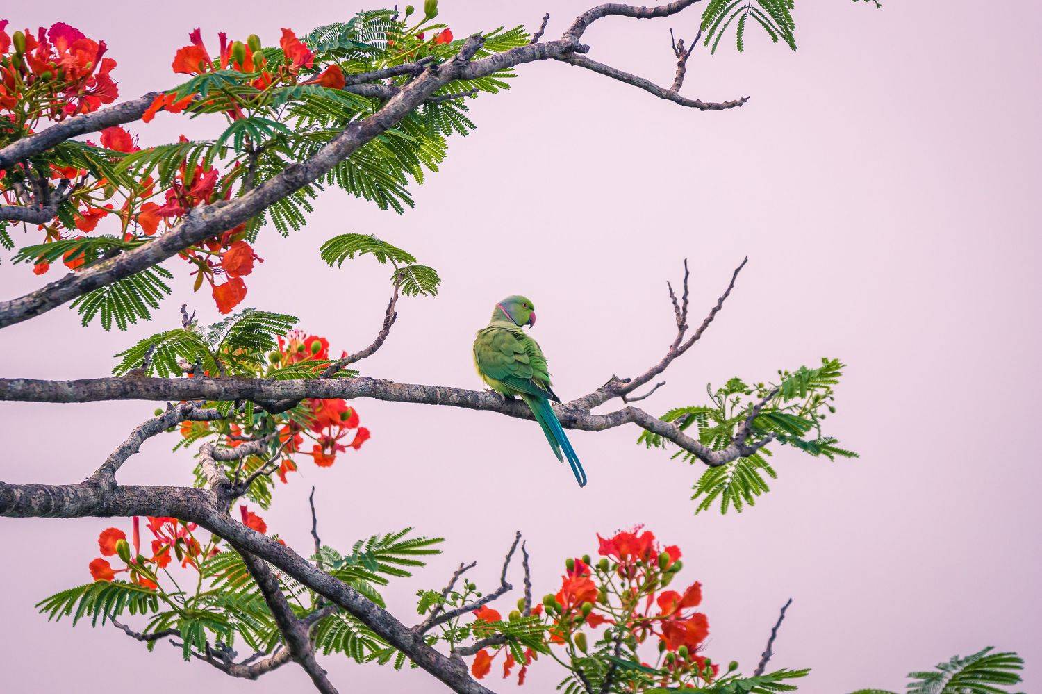 , Kushan Madushanka Sonnadara