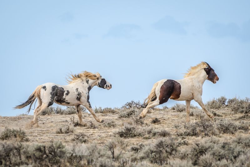 The Chase  фото превью