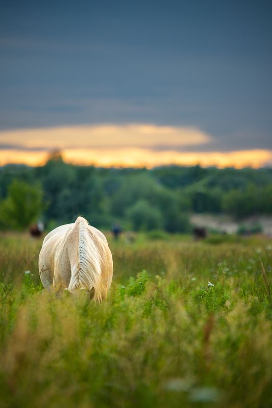 Летний вечер фото превью