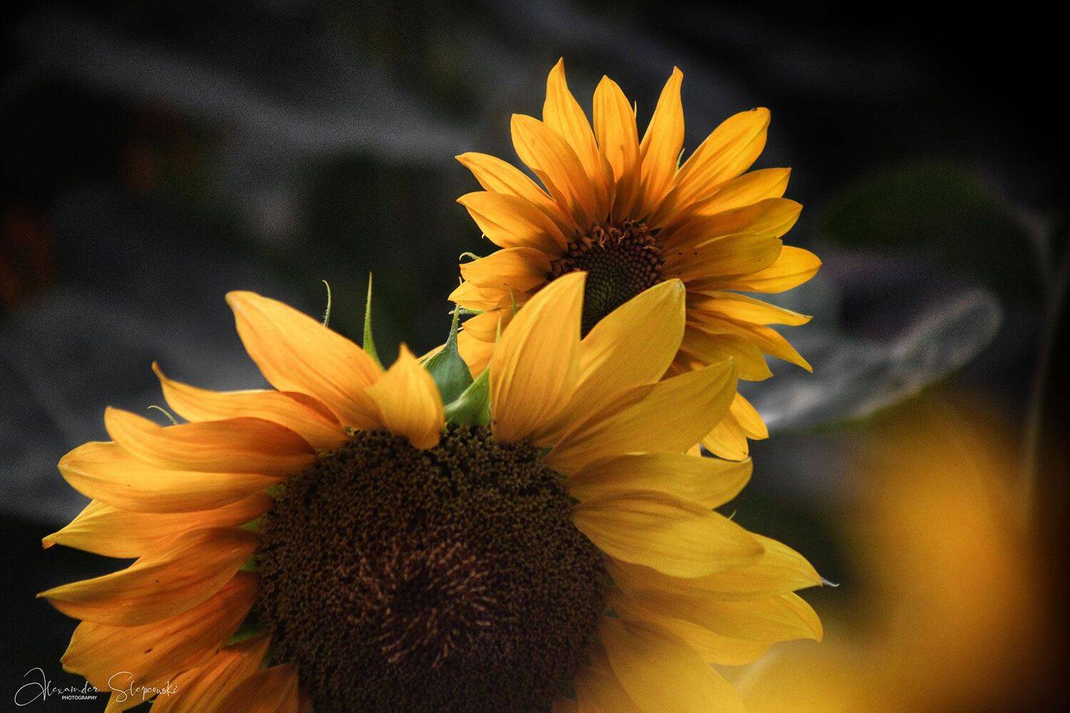 sunflowers, Alexander Slepcowski