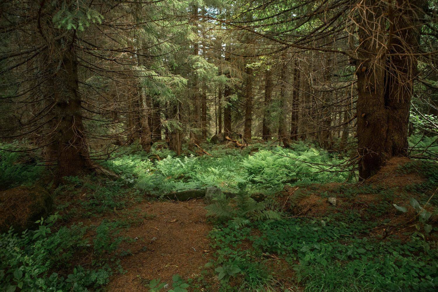 , Евневич Сергей