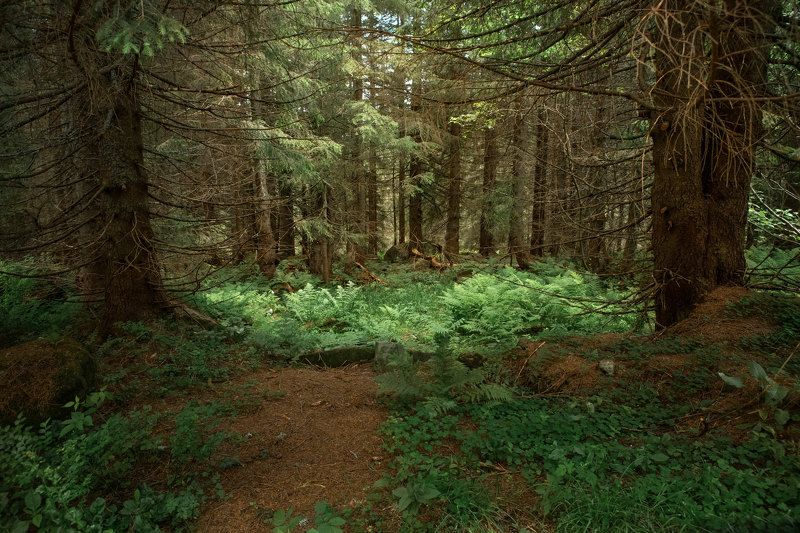 ... фото превью