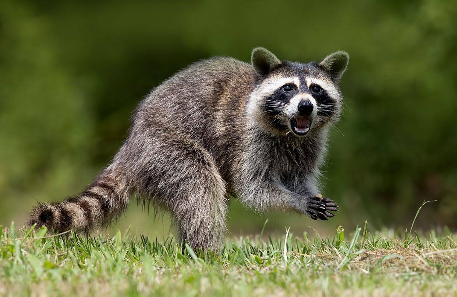 енот обыкновенный, енот-полоскун, raccoon, енот, дикие животные, животные, animals, Etkind Elizabeth