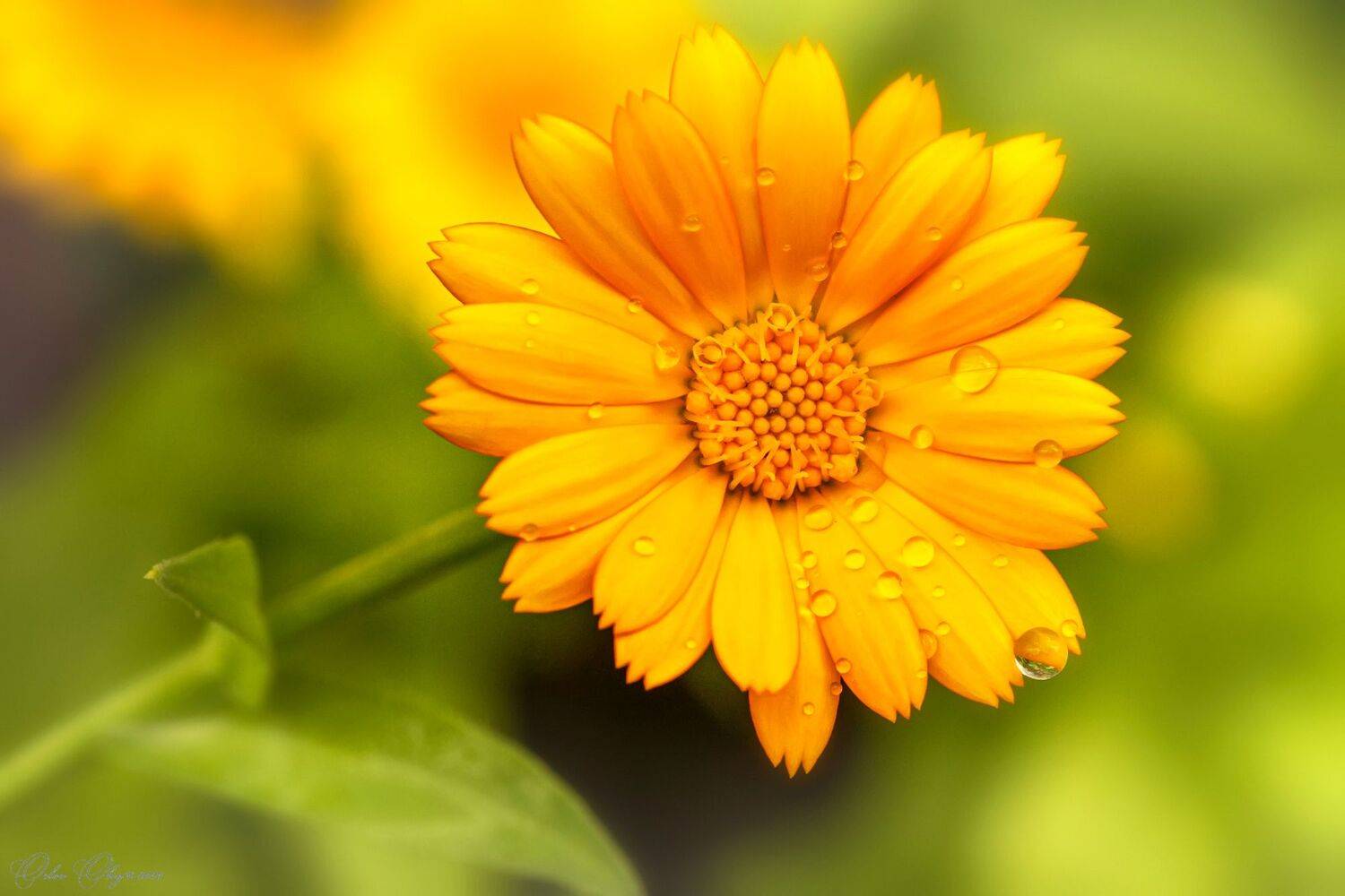 , Орлов Олег