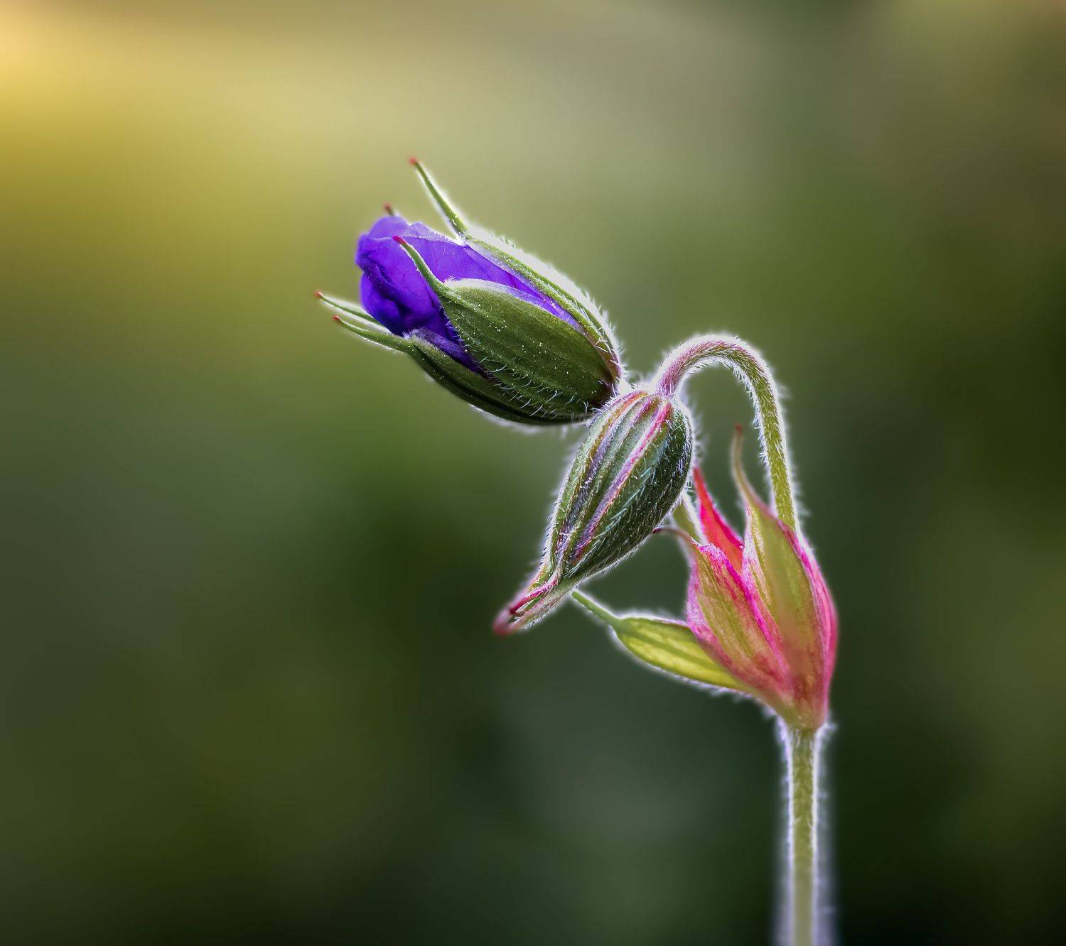 flower, floral, nature, bokeh, petal, petals, flowers, art, artistic, Atul Saluja