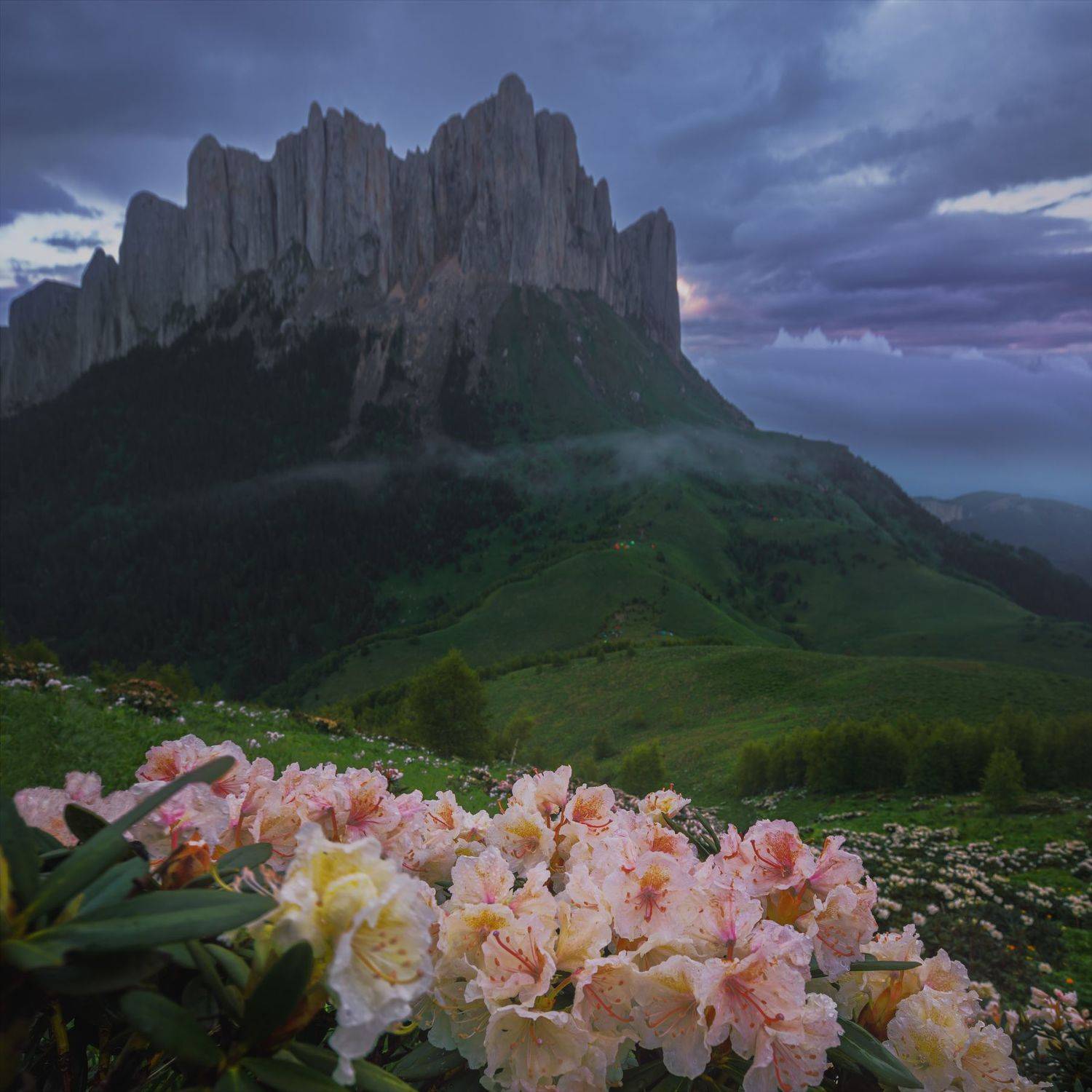 Адыгея, цветы, горы, Кавказ, Большой Кавказ, Тхач, Природный парк Большой Тхач, Дмитрий Шишкин