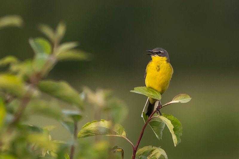 дунилово *** фото превью