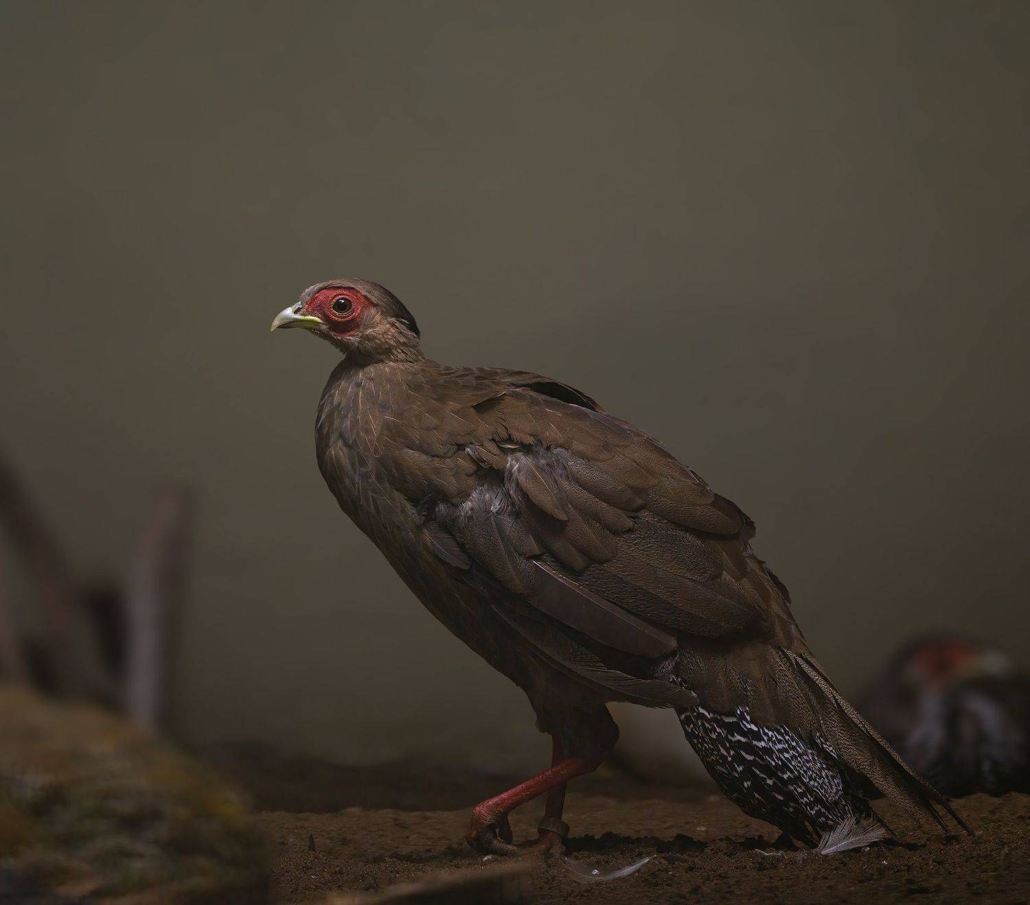 , Sonnadara Kushan Madushanka