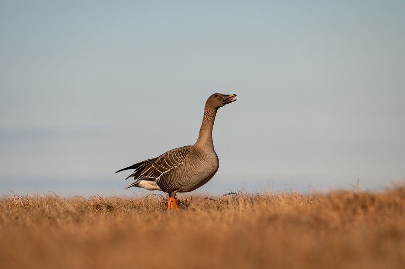 гуменник,гуси Гуменник фото превью