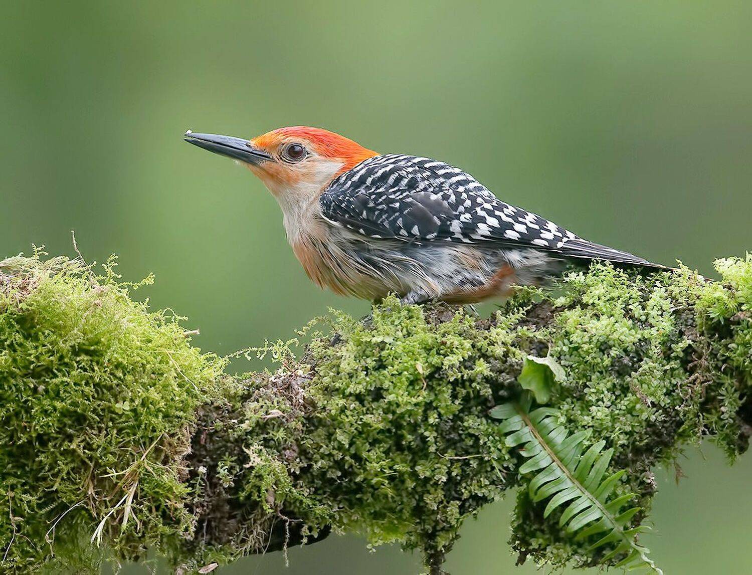 дятел, каролинский меланерпес, red-bellied woodpecker, woodpecker, Etkind Elizabeth