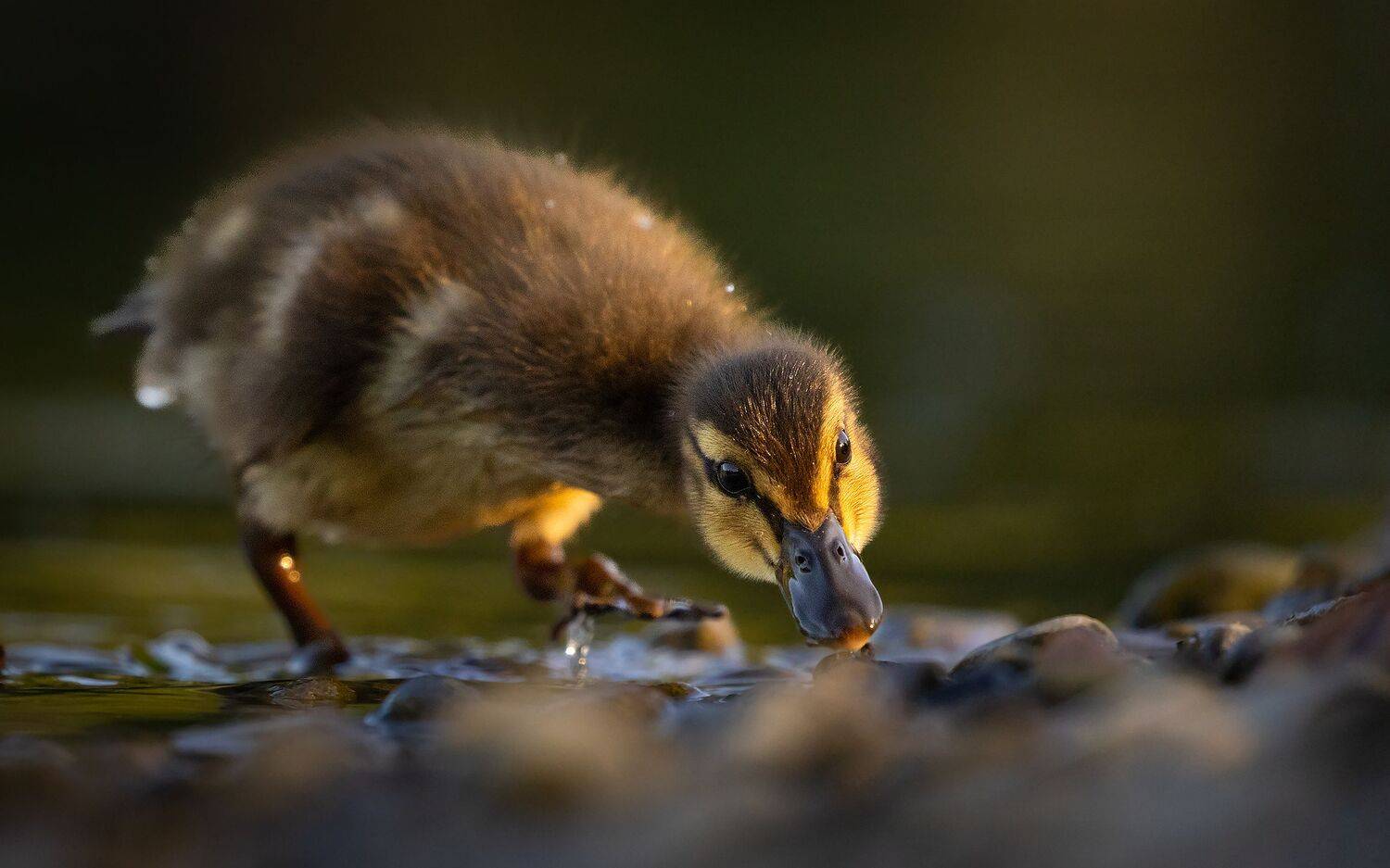, Robert Adamec
