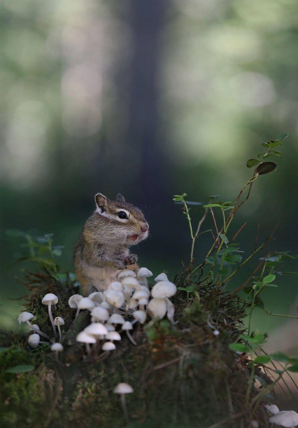 нерюнгри, бурундук, якутия, дикие_животные, женялевина, евгениялевина, животныеякутии, бурундукиибелкилевиной, Евгения Левина
