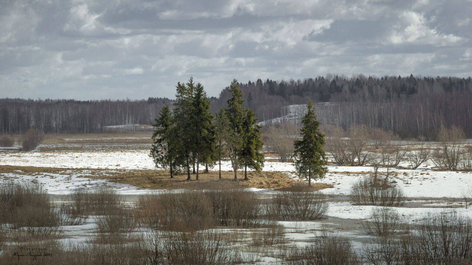 пейзаж с елями, весна, Юрий Андреев
