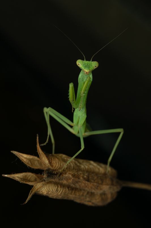 вега11у,макро,ставрополь,богомол Богомол религиозный (лат. Mantis religiosa) фото превью