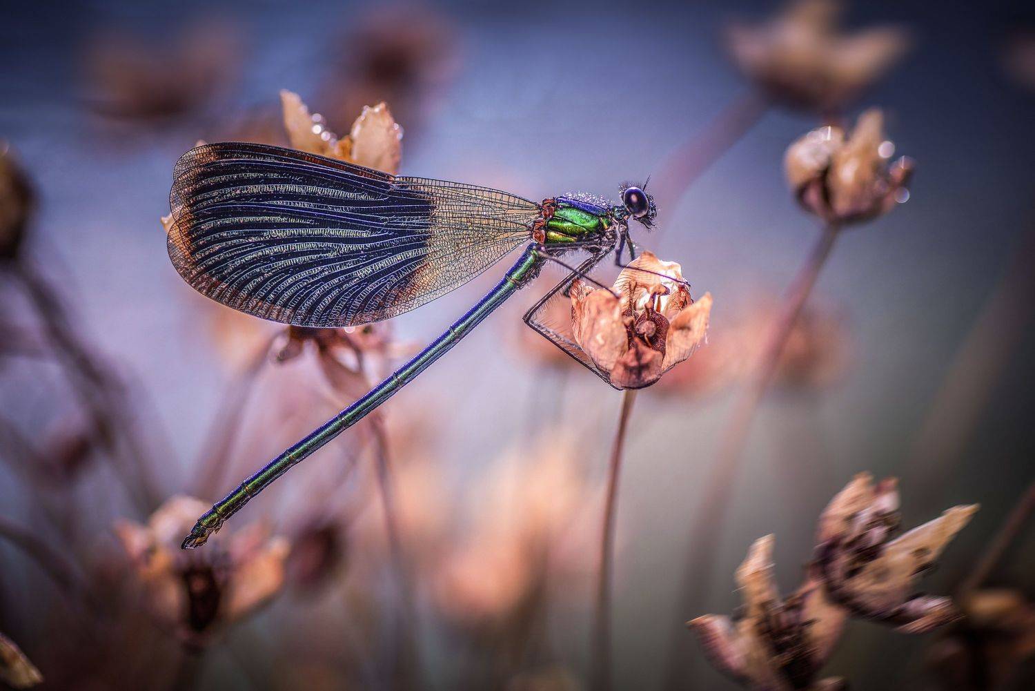 , Лапшина Владлена